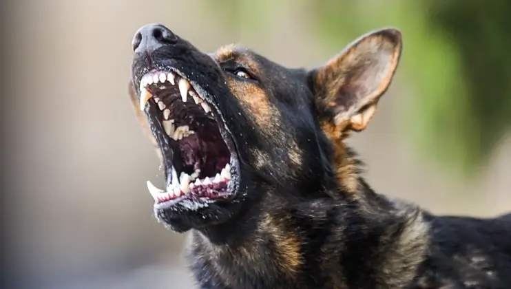 Dog Bites
