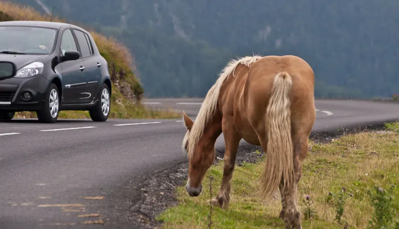 Horse grazing next to the road